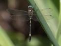 Brechmorhoga praecox (Slender Clubskimmer)-3.jpg